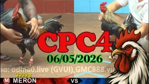 Xem ngay clip đá gà thomo CPC4 hôm nay 06052026