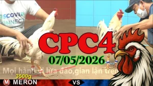 Xem ngay clip đá gà thomo CPC4 hôm nay 07052026