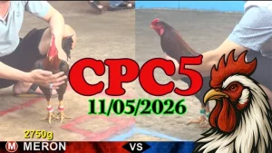 Xem ngay clip đá gà thomo CPC5 hôm nay 11052026