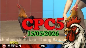 Xem ngay clip đá gà thomo CPC5 hôm nay 15052026
