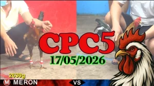 Xem ngay clip đá gà thomo CPC5 hôm nay 17052026