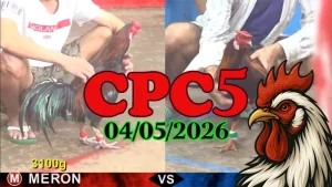 Xem ngay clip đá gà thomo CPC5 ngày 04052026