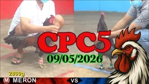 Xem ngay clip đá gà thomo CPC5 ngày 09052026