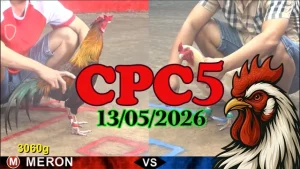 Xem ngay clip đá gà thomo CPC5 ngày 13052026