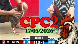 Xem ngay clip đá gà trực tiếp CPC2 hôm nay 17052026