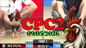 Xem ngay clip đá gà trực tiếp CPC2 ngày 09052026