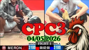 Xem ngay clip đá gà trực tiếp CPC3 hôm nay 04052026