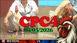 Xem ngay clip đá gà trực tiếp CPC4 hôm nay 05052026