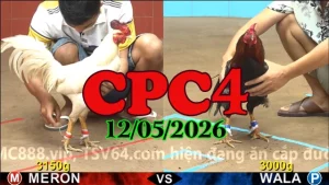 Xem ngay clip đá gà trực tiếp CPC4 hôm nay 12052026
