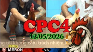 Xem ngay clip đá gà trực tiếp CPC4 hôm nay 13052026