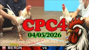 Xem ngay clip đá gà trực tiếp CPC4 ngày 04052026