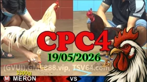 Xem ngay clip đá gà trực tiếp CPC4 ngày 19052026