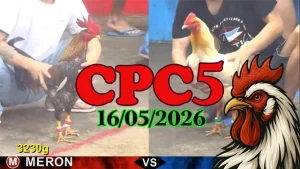 Xem ngay clip đá gà trực tiếp CPC5 hôm nay 16052026