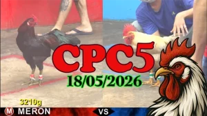 Xem ngay clip đá gà trực tiếp CPC5 ngày 18052026