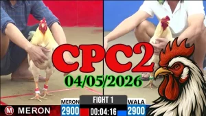 Xem ngay video đá gà Thomo CPC2 ngày 04052026