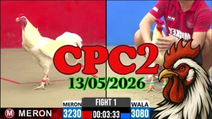 Xem ngay video đá gà thomo CPC2 hôm nay 13052026