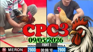 Xem ngay video đá gà thomo CPC3 hôm nay 09052026