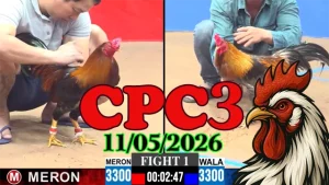 Xem ngay video đá gà thomo CPC3 ngày 11052026