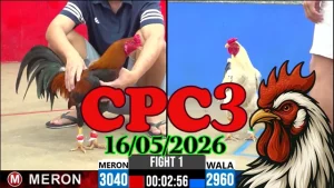 Xem ngay video đá gà thomo CPC3 ngày 16052026