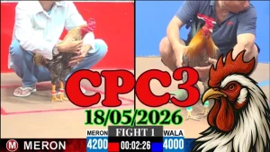 Xem ngay video đá gà thomo CPC3 ngày 18052026
