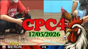 Xem ngay video đá gà thomo CPC4 hôm nay 17052026