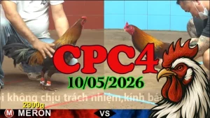 Xem ngay video đá gà thomo CPC4 ngày 10052026