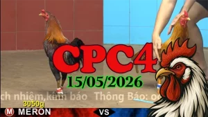 Xem ngay video đá gà thomo CPC4 ngày 15052026