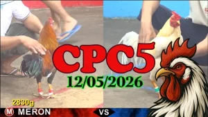 Xem ngay video đá gà thomo CPC5 hôm nay 12052026
