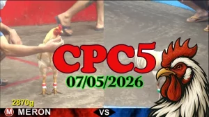 Xem ngay video đá gà thomo CPC5 ngày 07052026