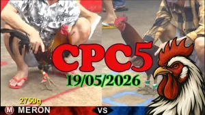 Xem ngay video đá gà thomo CPC5 ngày 19052026