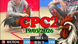 Xem ngay video đá gà trực tiếp CPC2 hôm nay 19052026