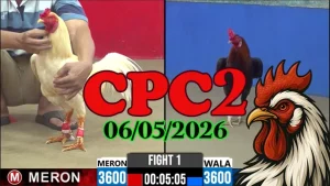 Xem ngay video đá gà trực tiếp CPC2 ngày 06052026