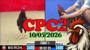 Xem ngay video đá gà trực tiếp CPC2 ngày 10052026