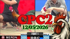 Xem ngay video đá gà trực tiếp CPC2 ngày 12052026