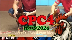 Xem ngay video đá gà trực tiếp CPC4 hôm nay 16052026