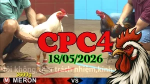 Xem ngay video đá gà trực tiếp CPC4 hôm nay 18052026