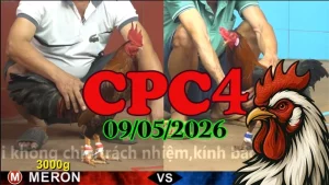 Xem ngay video đá gà trực tiếp CPC4 ngày 09052026