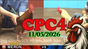 Xem ngay video đá gà trực tiếp CPC4 ngày 11052026