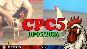 Xem ngay video đá gà trực tiếp CPC5 hôm nay 10052026
