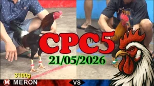 Xem ngay video đá gà trực tiếp CPC5 hôm nay 21052026