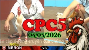 Xem ngay video đá gà trực tiếp CPC5 ngày 05052026