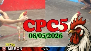 Xem ngay video đá gà trực tiếp CPC5 ngày 08052026
