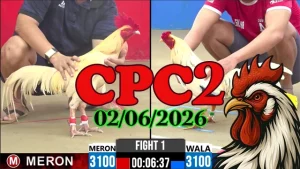 Clip Highlight đá gà trực tiếp CPC2 ngày 02062026