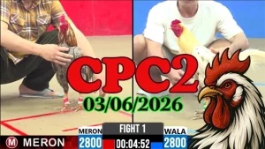 Clip đá gà Thomo CPC2 ngày 03062026