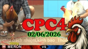 Clip đá gà Thomo CPC4 Highlight ngày 02062026