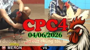 Clip đá gà Thomo CPC4 chất lượng cao ngày 04062026