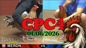 Clip đá gà Thomo CPC4 ngày 01062026