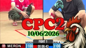 Full Video Clip đá gà trực tiếp CPC2 ngày 10062026