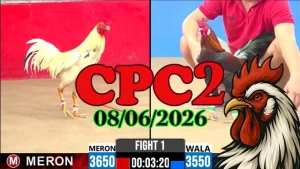 Full clip đá gà Thomo CPC2 ngày 08062026