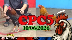 Full clip đá gà Thomo CPC5 hôm nay 10062026